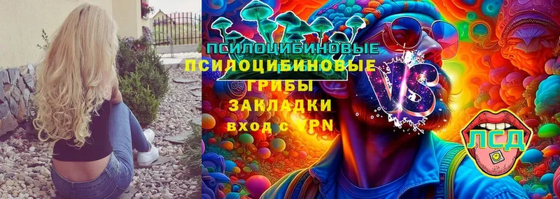 как найти наркотики  Ардатов  Псилоцибиновые грибы MAGIC MUSHROOMS 